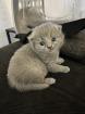 Süße BKH Kitten suchen neue Dosenöffner