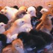 01. 09. 2022 frisch geschlüpf diverse Küken unserer Rassehühner