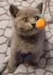 Britisch Kurzhaar Kitten