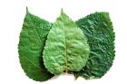 10 Maulbeerblätter Mulberry Leaves für Garnelen Krebse und Posthornschnecke