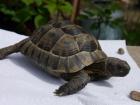 Maurische Landschildkröten Testudo graeca mit Zubehör