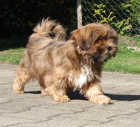 Lhasa Apso Welpen aus seriöser Liebhaberzucht VDH