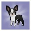 Wir haben Boston-Terrier-Baby s mit Papieren Gechipt und mehrf. Entwurmt