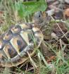 Griechische Landschildkröten NZ aus 2022 und 2022