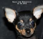 Prager Rattler Welpe - Basco vom Hohenstein mit Stammbaum