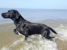 Labrador Ridgeback Deckrüde