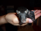Rattenbabys