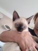 Siam-Kitten zu verkaufen ein Mädchen und ein Junge zu vergeben