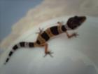 Leopardgecko Nachzucht 2022 abzugeben