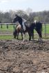 Friese x Pinto Mix sucht seinen Menschen
