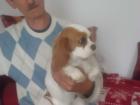 Wunderschönes Cavalier-King-Charles-Spaniel-Mädchen 1 Jahr Farbe blenheim mit