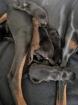 Dobermann Welpen reinrassig