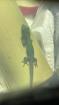 Phelsuma laticauda Goldstaub-Taggecko