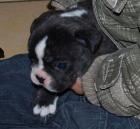 Französische Bulldogge Züchter in Brandenburg / Cottbus hat noch Welpen frei