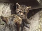 7 supersüße Katzenkinder Kätzchen Kitten zu verschenken