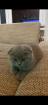 British Fold Kitten grau