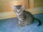 Echte Maikatzen Katzenwelpen Katzenbabys Katze Kater