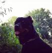 Rottweiler malinoi mischlings Welpen