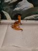 Leopardgeckos nebst Zubehör