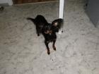 Russischer Toy Terrier sucht Freundin