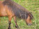 2 Beistell- oder Therapie Ponys