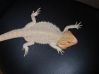 Hypo Het Translucent Bock 12 Monate Bartagame Clear Nails für 100 Fabre
