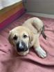 Kangal - Mischlings - Wachhund Welpen
