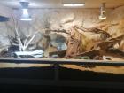 Varanus acanthurus Stachelschwanzwaran