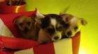 Chihuahua - Mischlingswelpen