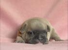 Französische Bulldogge mit Papiere