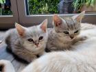 Reinrassige British Kurzhaar BKH Weiß-Grau Whiskas look