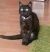 10 jährige r Kater und Katze suchen liebevolles Zuhause auf Lebenszeit