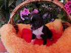 Süßer Chihuahua-Welpe