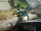 Blauen Leguan Iguana Iguana ca. 10 Monate alt.