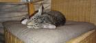 2 kitten 4 Monate alt