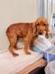 Promise - ruhig sozial - Cocker-Spaniel-Mischling