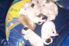 American Bulldog Wurfplanung Sommer 2022