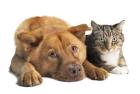 HUNDEBETREUUNG