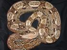 Crawl Cay-Boas Boa c. imperator