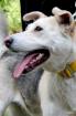HAMVASKA - freundliches junges Husky-Mischlingsmädchen