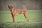 Rhodesian Ridgeback Deckrüde