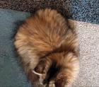 Perserkatze mit Nase