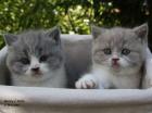 Süße BKH-Babies in lilac-weiß blau-weiß und blau mit Papieren