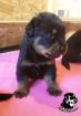 Rottweiler von Akima Welpen