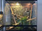 Madagskar Taggecko mit großem Terrarium sowie kleinem Nachzuchtterrarium