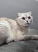 Schmusekatze sucht ein liebevolles zuhause