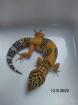 Leopardgecko Männchen Blood x Bold Bandit