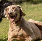 Zeus. aktiver verträglicher Hundemann