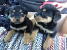 2 süsse rottweilerwelpen DRINGEND ABZUGEBEN