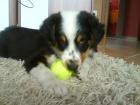 Australian Shepherd